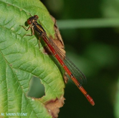 Ceriagrion tenellum